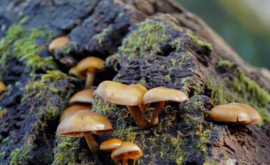 Old, rotten logs are perfect for creating Hugelkultur beds