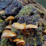 Old, rotten logs are perfect for creating Hugelkultur beds