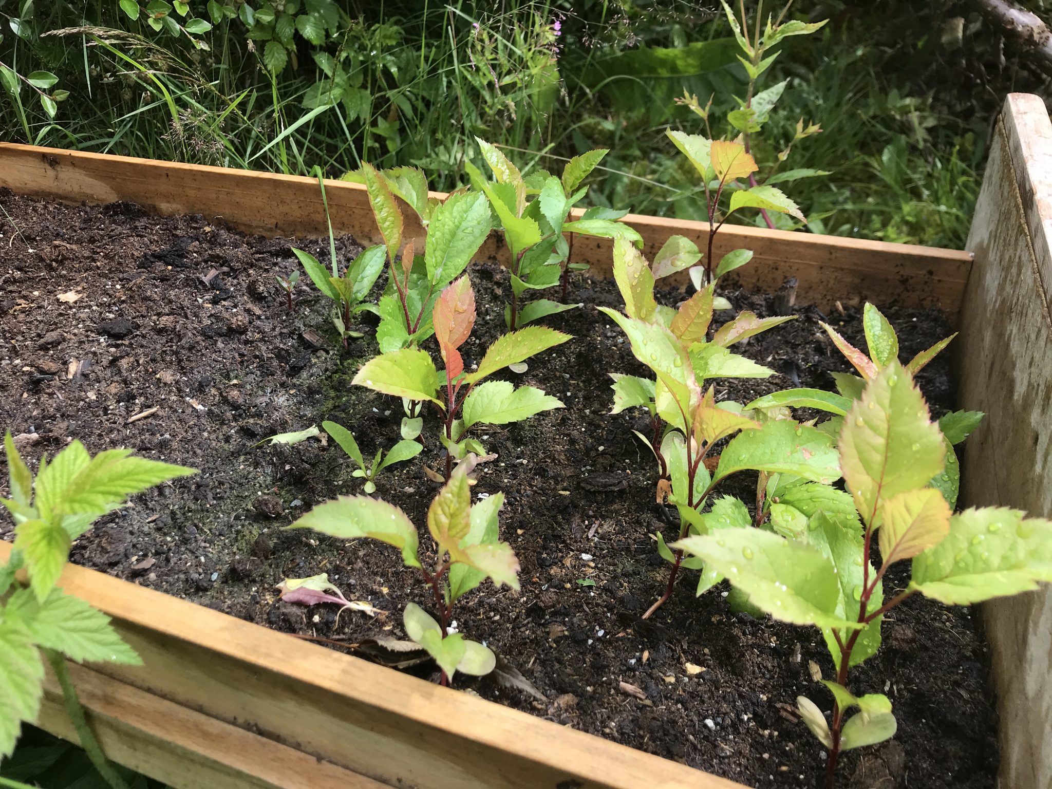 Apple tree seedlings