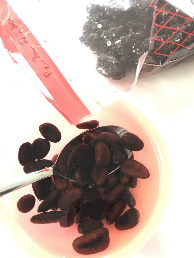 Soaking the Pawpaw seeds for a day before planting