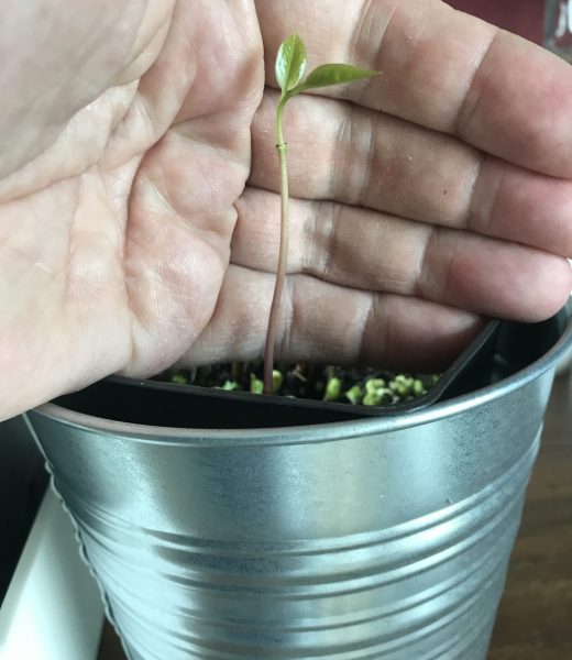Growing Pawpaw from seed in Norway, Zone 7