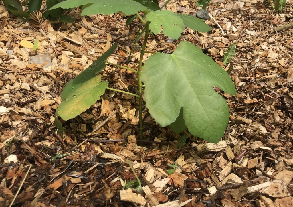 Chicago Fig in wet zone 7