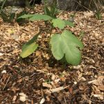 Chicago Fig in wet zone 7