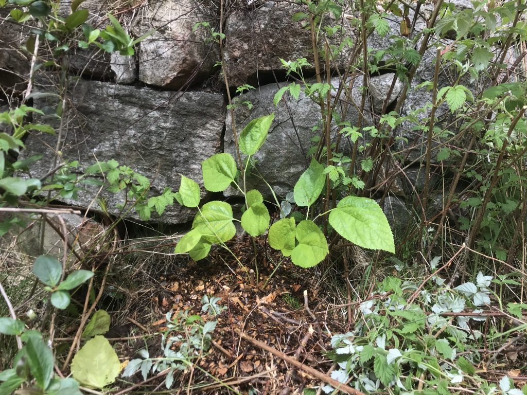 My last, and largest, mulberry planted against a stone wall that gets a lot of warm sun