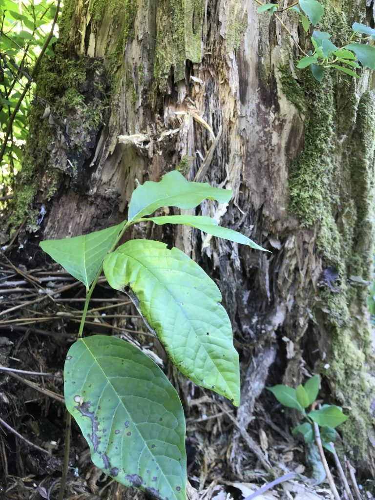 This Pawpaw from my first batch seems to enjoy the shade and soil next to this old stump.