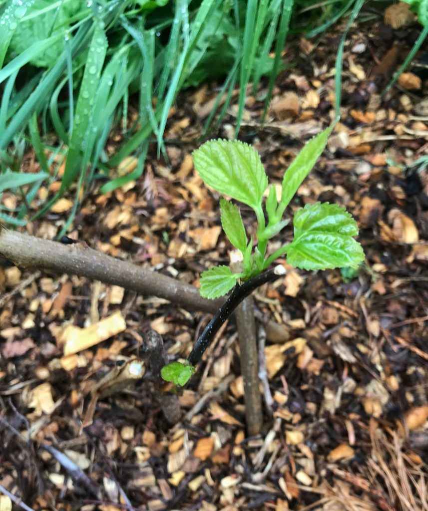 Mulberry came back after loosing leaves after transplant.