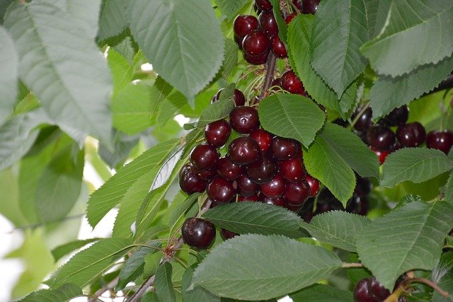 Cherry Fresh Fruit Vegetarian  - moyna479 / Pixabay