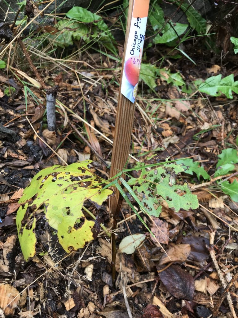 The first transplanted Chicago fig got attacked late summer