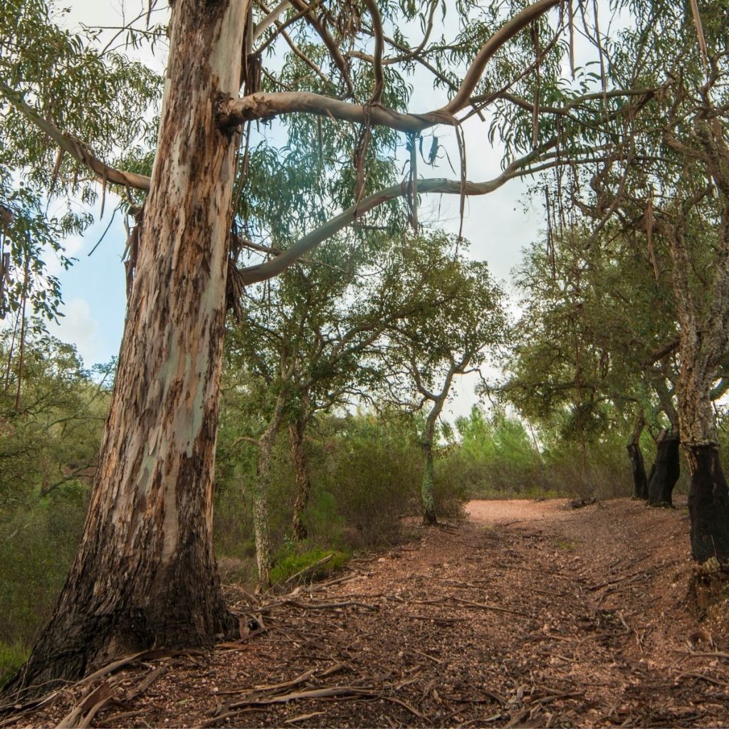 Little will grow under a eucalyptus tree, and uses a lot of water