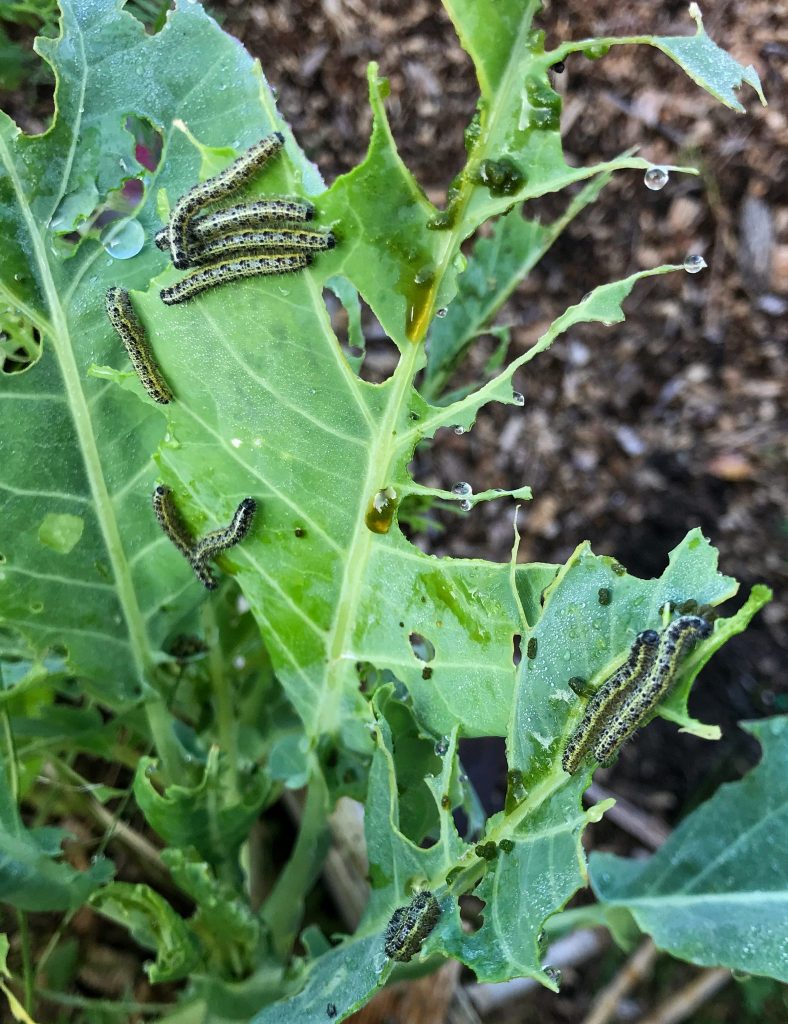 I cut off the worst damaged parts of the cabbage and put them, along with the caterpillars, into my hot compost bin. They might have escaped from a cold compost pile.