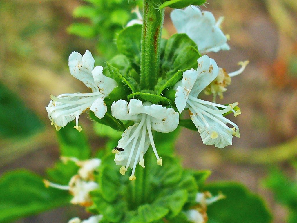 The Ocimum centraliafricanum, (the copper flower or copper plant) a perennial herb found in central Africa is a good example of geobotanical prospect plants. It is used by geologists that are looking for copper and nickel as it can tolerate a very high concentration of those metals in the soil.
Photo: H. Zell / CC BY-SA (https://creativecommons.org/licenses/by-sa/3.0)