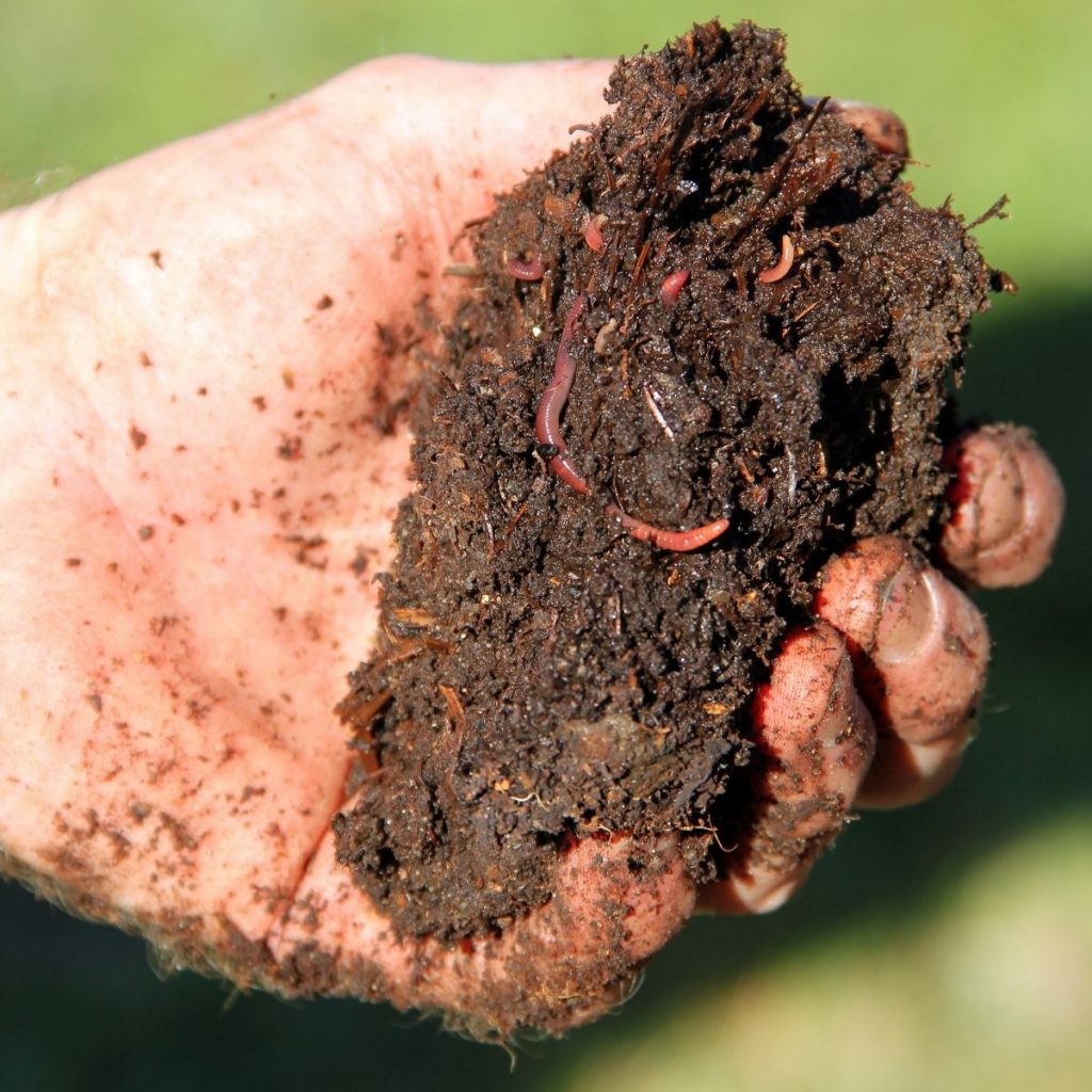 There is life in a cold compost