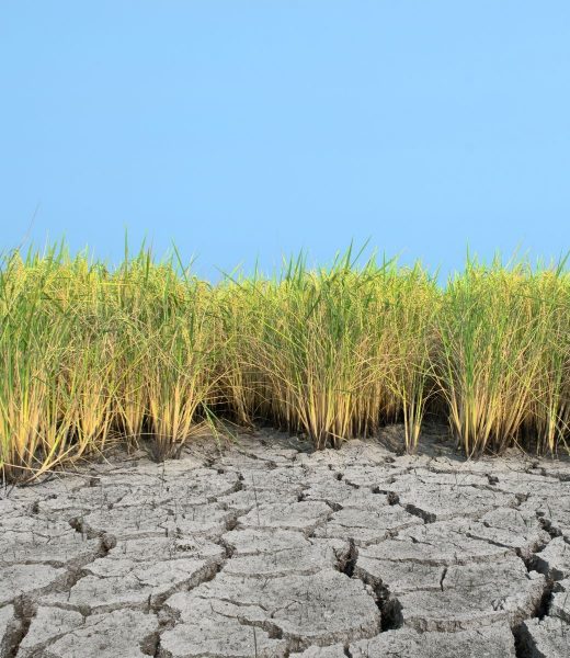 Exposed, dry soil must be avoided