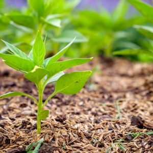 Provide shade and mulch the ground around plants