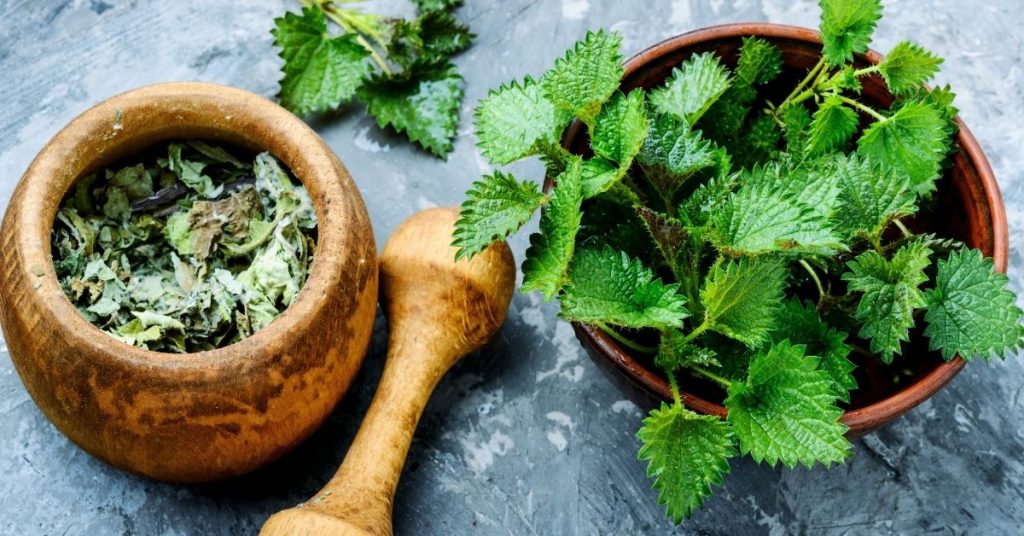 Stinging nettle, not only useful to indicate that the soil most likely is a nitrogen-rich soil, but have many uses from soup to natural fertilizer