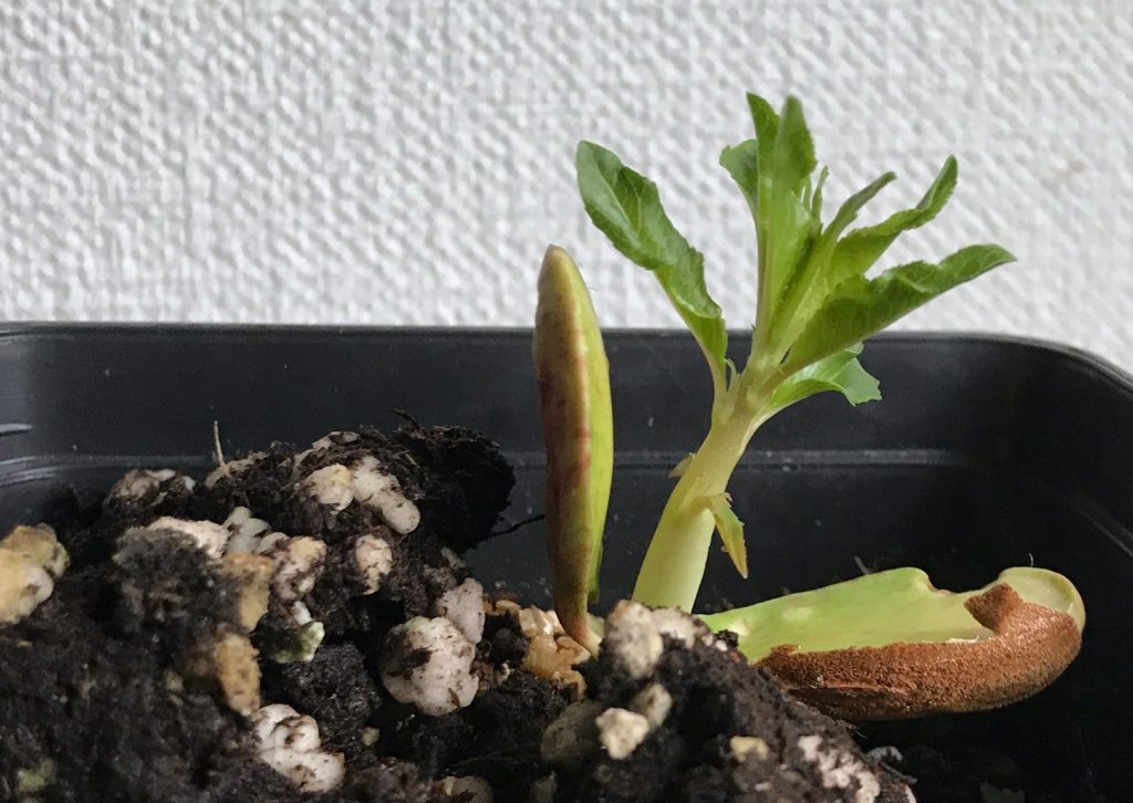Almond seedling from store bought bag of nuts