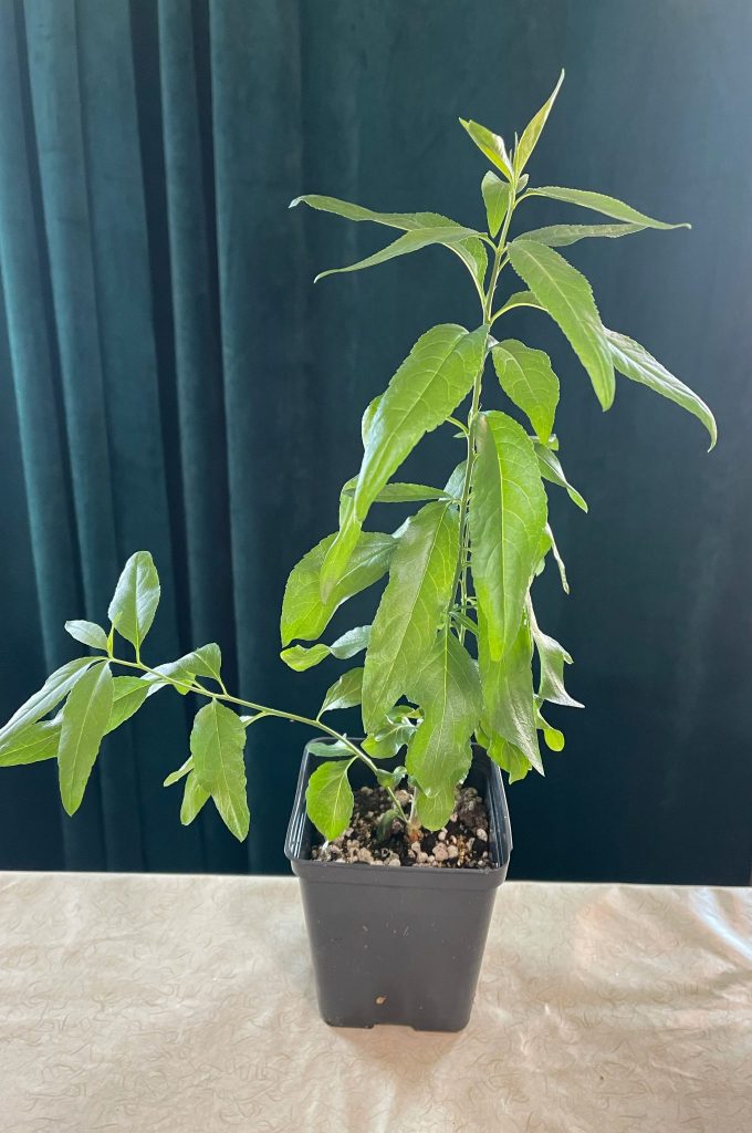 Two of my almond seedlings look very nice and healthy.
About one month of growth.