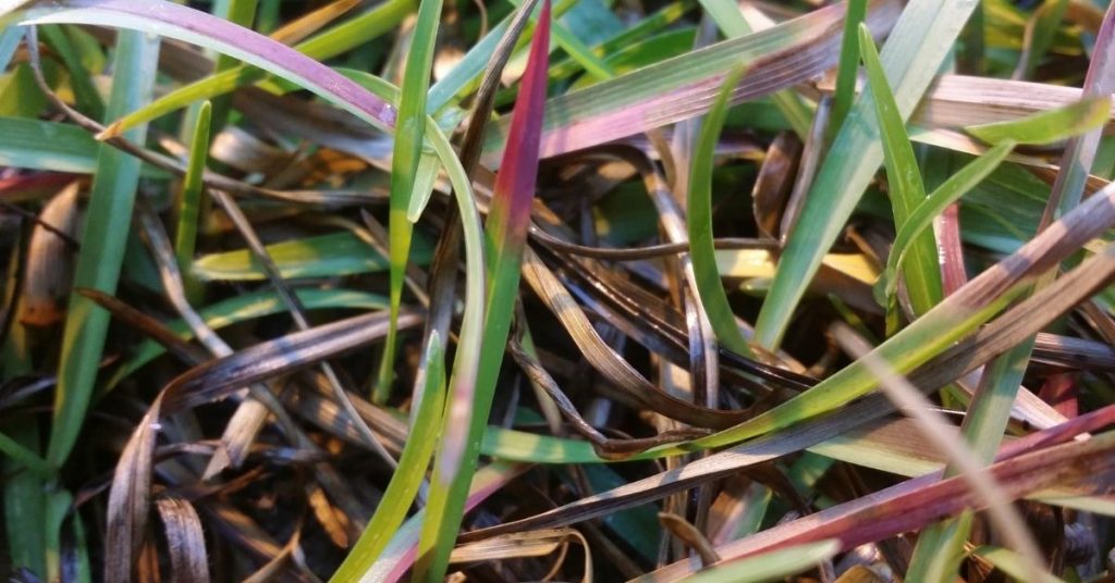 Example of purplish and darken leaves.