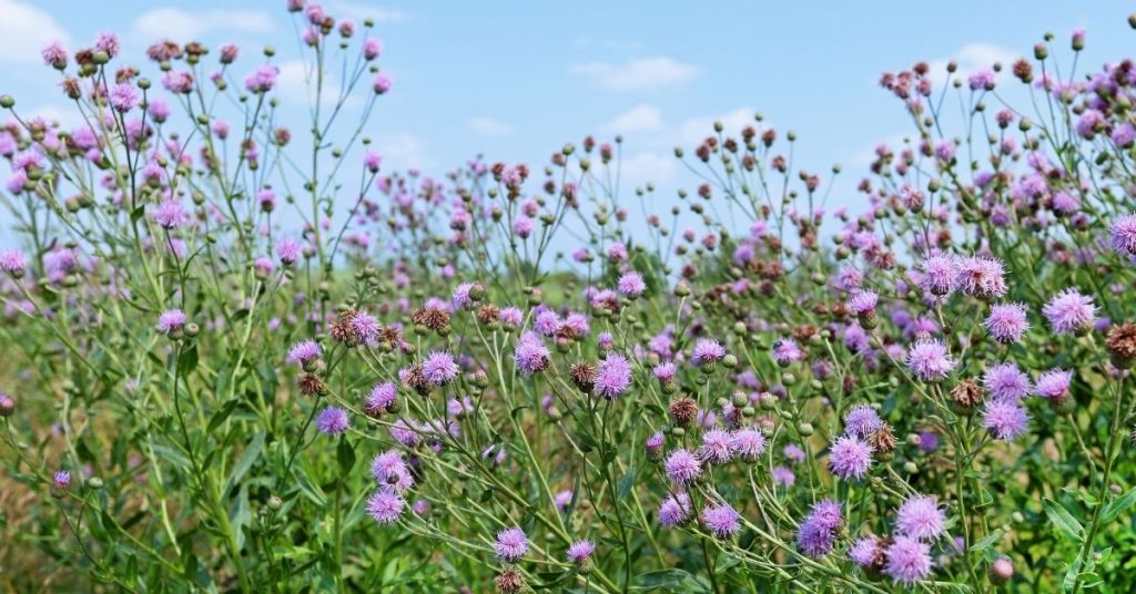 Quite a few plants can indicate more than one category.
Canada thistle - (Cirsium arvense) is one of them.
Compact soil and rich nitrogen soil