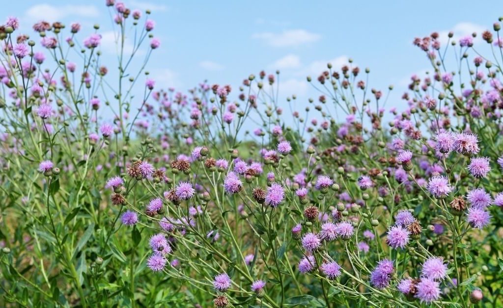 Canada thistle, an indicator plant