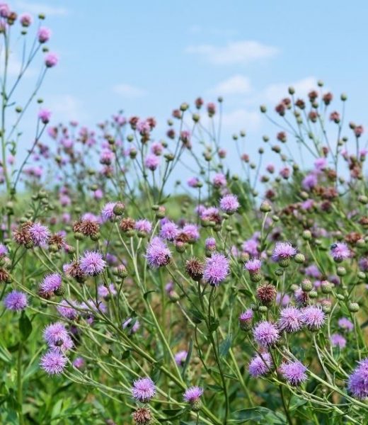 Canada thistle, an indicator plant