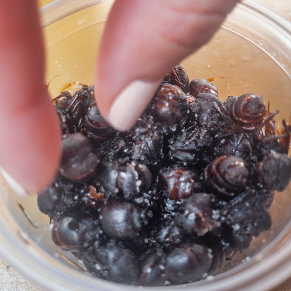 Fried and salted ants for snack