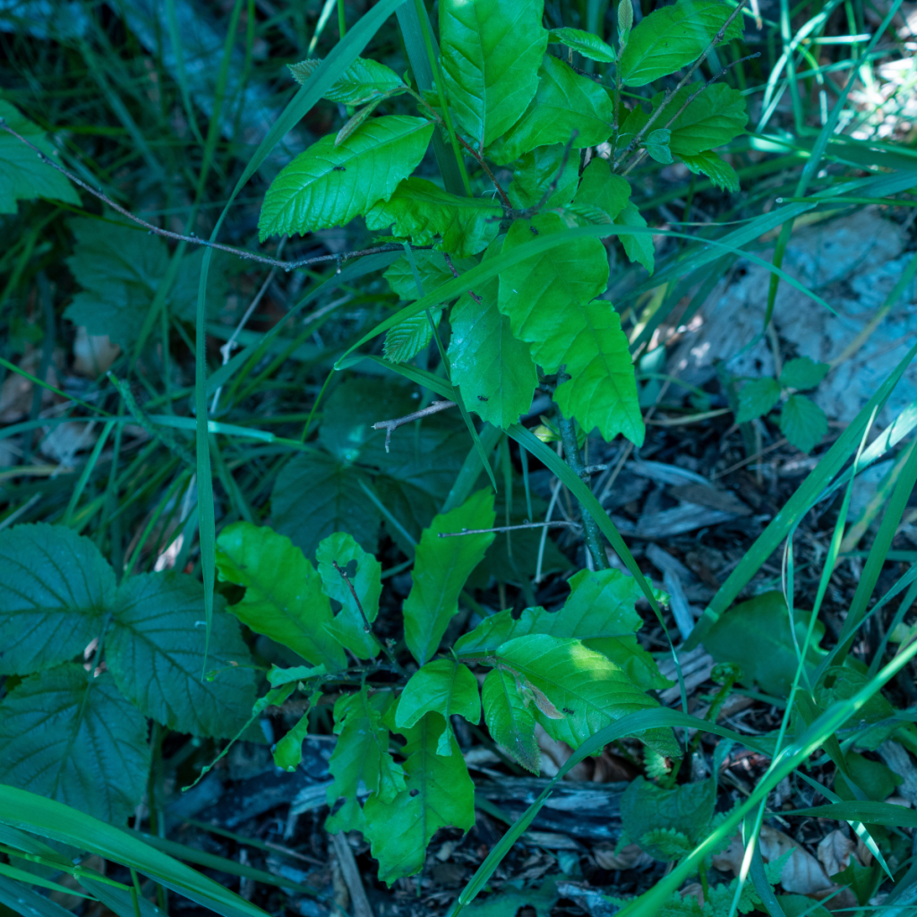 A young Chinquapin seedling showing fresh spring growth, with several leaves exhibiting irregular holes and chewed edges—clear evidence of slug feeding