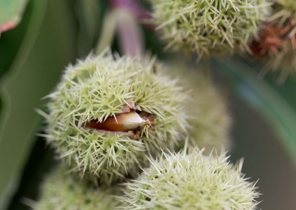 Dwarf Chestnut- American Chinquapin - Castanea pumila