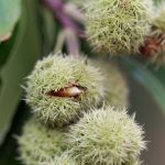 Dwarf Chestnut- American Chinquapin - Castanea pumila