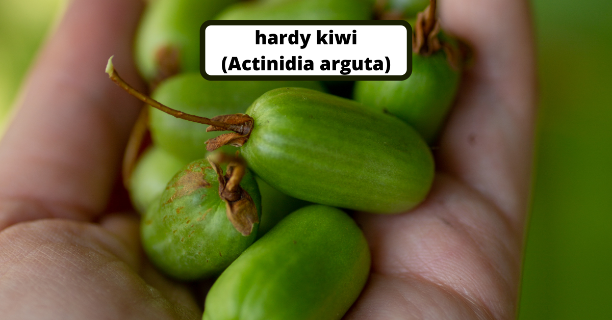 100 Seeds KIWI FRUIT Kiwi Actinidia Vine Seeds (Kiwifruit / Hardy Kiwi /  Chinese Gooseberry / Chinese Strawberry) 