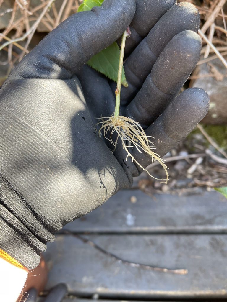 Hardy Kiwis can be propagated with ease from established plants