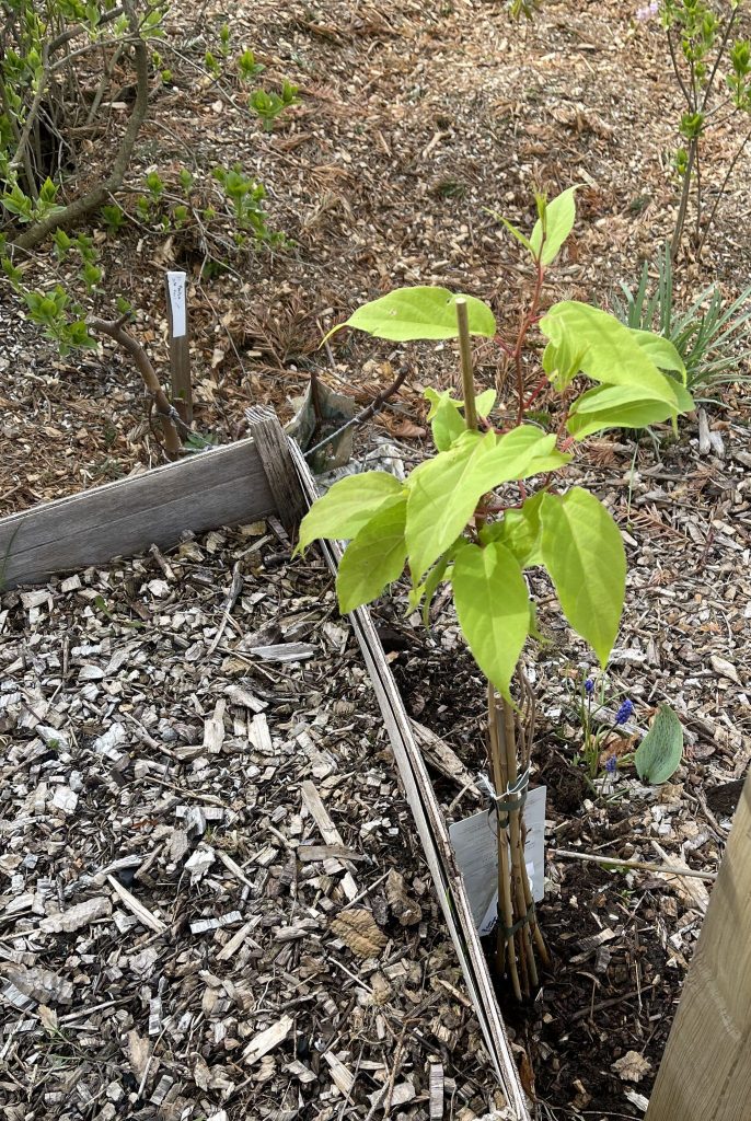 Issai self-pollinating cultivar
Actinidia arguta 'Issai' 