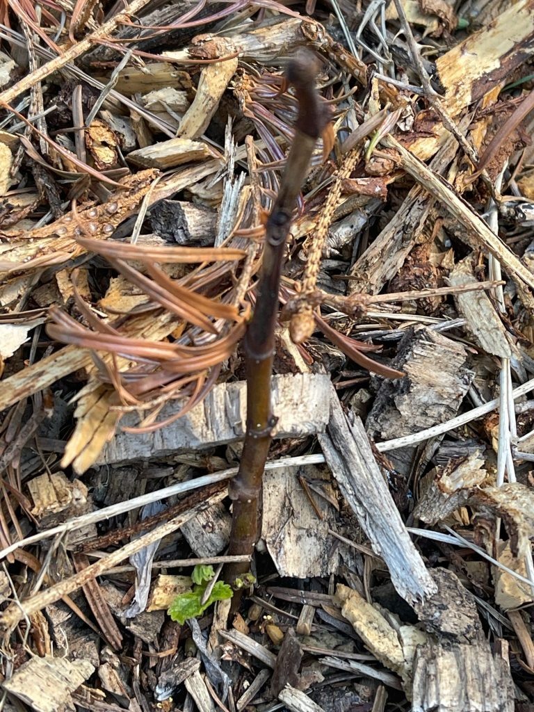 Winter 20/21 was very hard, -15°C to -17°C (5°F to 1.4°F) for a week.
Chicago Fig died back after, but sprouts new growth from the ground.