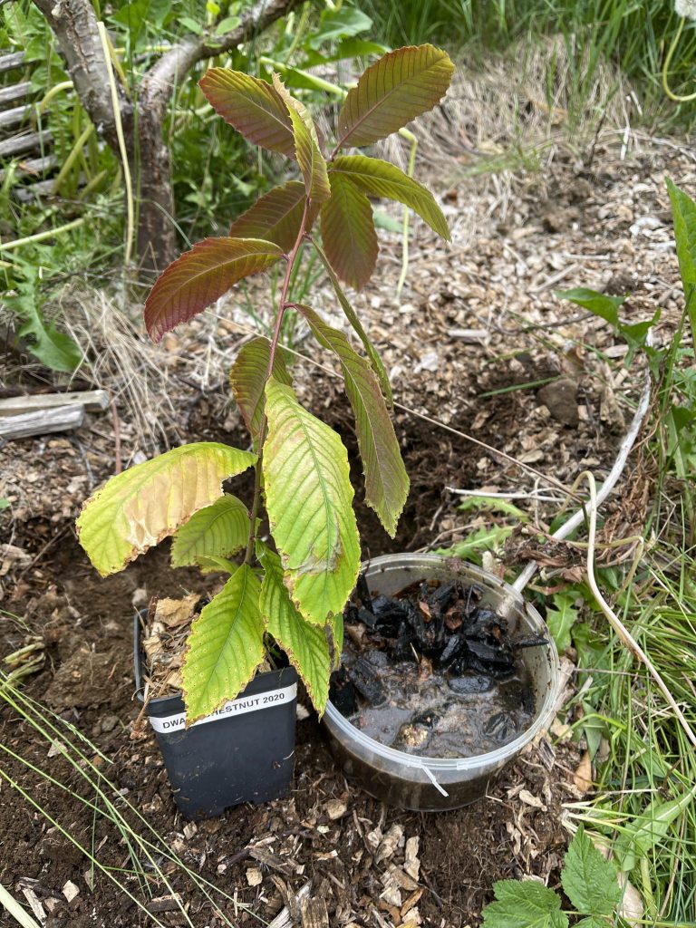 After quite a few months indoors under grow lights it's time to get the Dwarf Chestnuts in the ground.
This one got a bit of sun damage, as I didn't harden it slowly enough. Hope it will do well despite this.