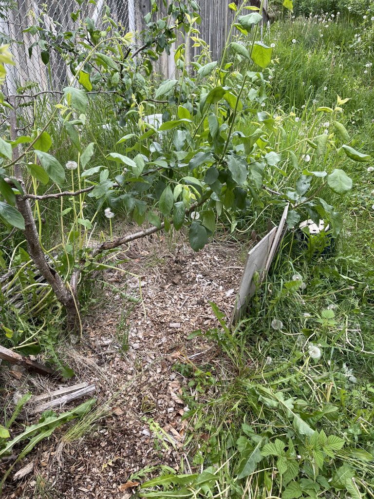 A much-neglected area of our property.
Under the woodchips there is a sunken <a href=