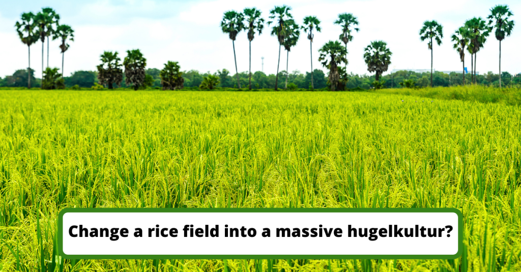 Change a rice field into a massive hugelkultur?
A question I received from a reader via email: kenneth@hugelkulturworks.com