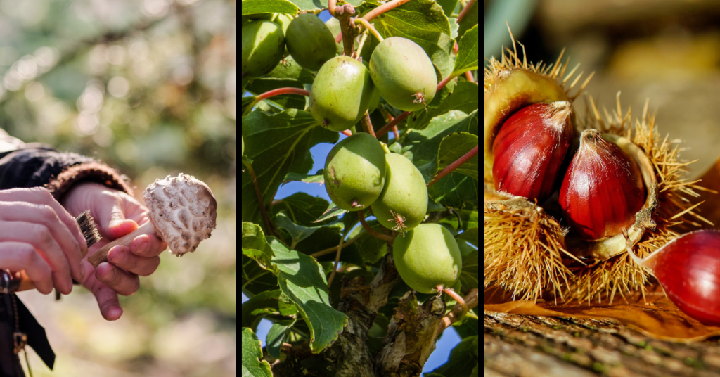 Food forest (mushrooms, fruit (hardy kiwi) and nuts (chestnuts)