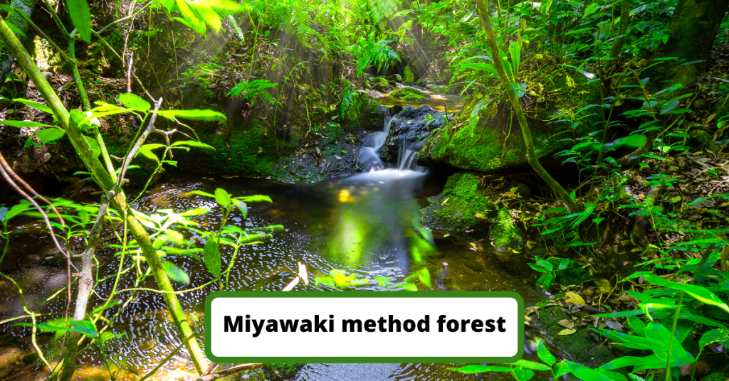 Miyawaki method forest - blog post 1200x628.png