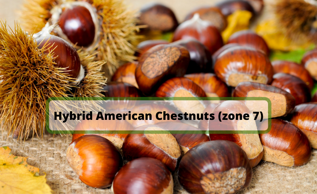 Hybrid-American-Chestnuts-zone-7