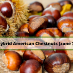Hybrid-American-Chestnuts-zone-7