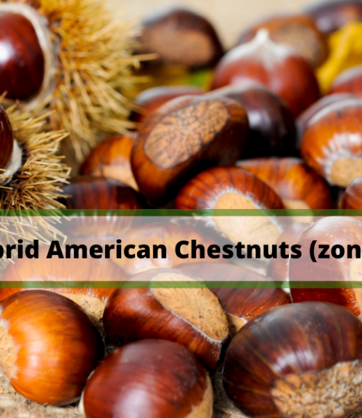 Hybrid-American-Chestnuts-zone-7