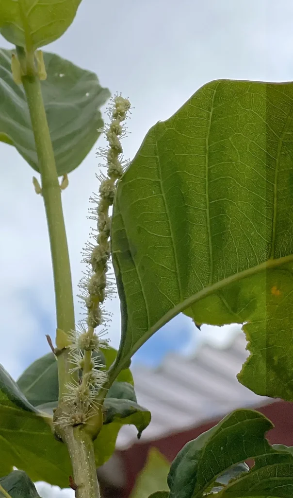 First developing burrs on a six-year-old hybrid American chestnut tree grown from seed in Norway