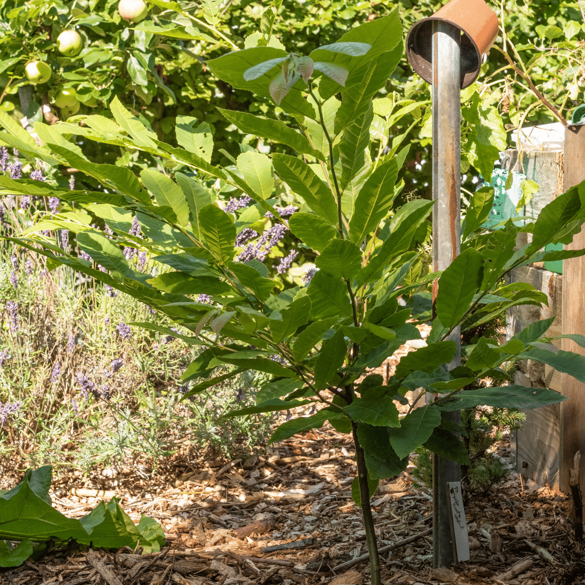 Hybrid American Chestnuts grown in Norway (zone 7) Hugelkultur Works