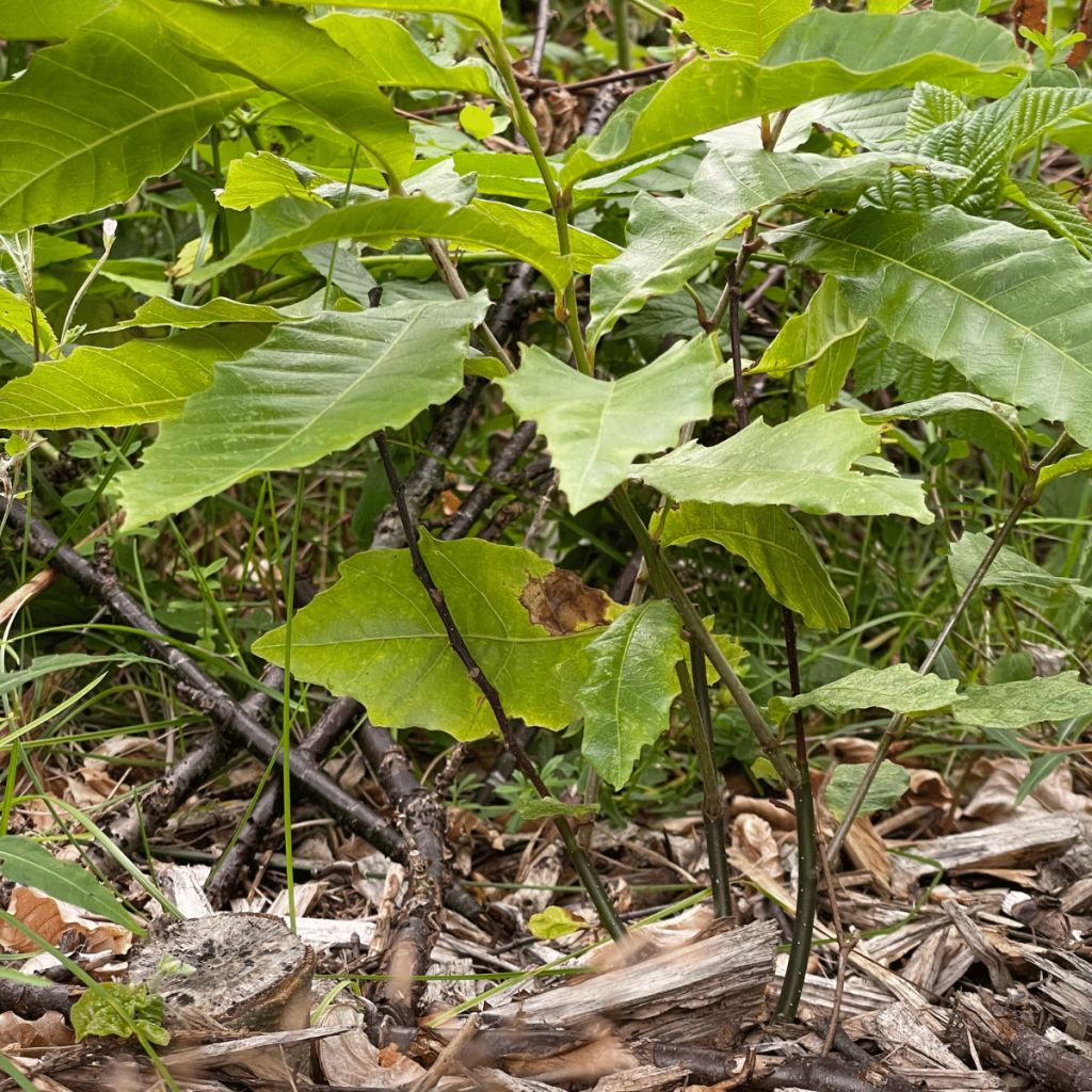 1 Year old Chestnut with a bushlike shape - 2021 - Chestnuts grown in Norway (zone 7)