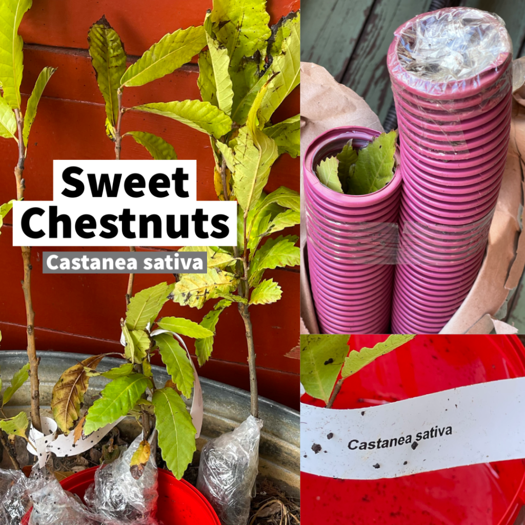 Sweet Chestnuts (Castanea sativa) 