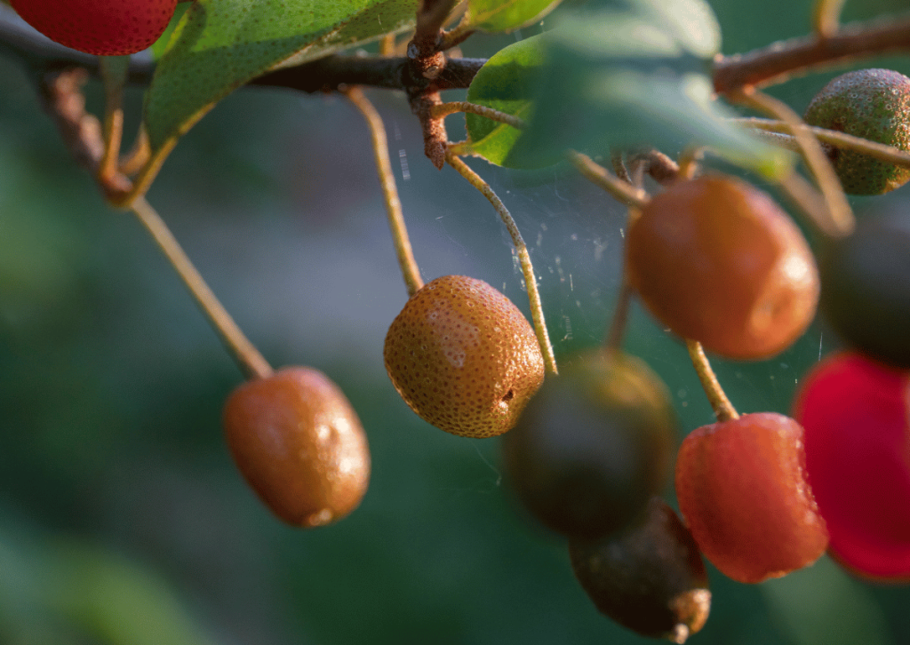 Goumi berry is a versatile shrub