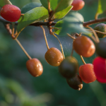 Goumi berry is a versatile shrub