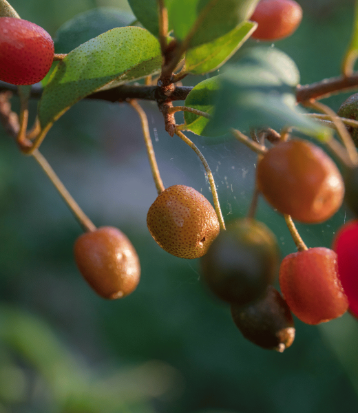 Goumi berry is a versatile shrub
