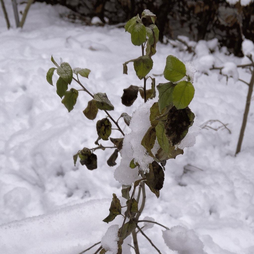 One of my Goumi still got leaves on at end of January, in USDA7, Norway - Photo: 22nd of January, 2023