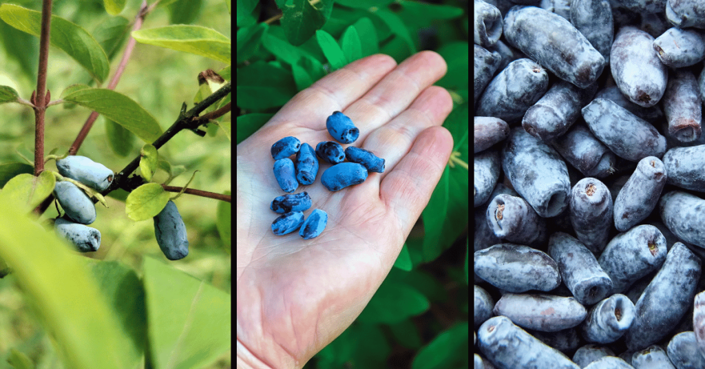 Haskap plants can come in a variety of shapes, sizes, colors, and flavors, as well as have different bush dimensions. While they are typically a deep blue color and oval in shape, the characteristics of individual haskap plants can vary significantly between different variants.